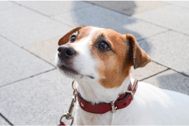 愛犬の年齢でドッグフードおすすめを選ぶ