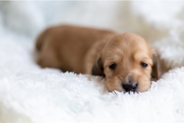 子犬ドッグフードおすすめの選び方