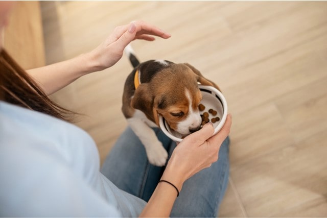 子犬が食べやすいドッグフードのおすすめはどれ？